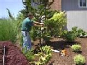 ricardo oficios y profesiones en Vi&ntilde;a del Mar |  servicios de jardineria, dise&ntilde;o mantencion y riegos