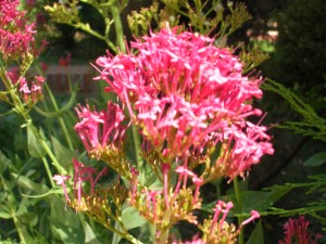 Darrigrandi Y Simunovic Jardineros oficios y profesiones en Vitacura |  Jardinero,Dise&ntilde;o de Jardines,Paisajismo,Mantencion de jardines, Darrigrandi y Simunovic Jardineros