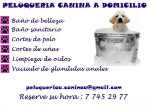  oficios y profesiones en Santiago |  Peluquer&iacute;a canina a domicilio todas las comunas, Servicio de mantenci&oacute;n para nuestros mejores amigos! 