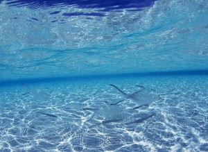 mauricio bastias r. oficios y profesiones en Santiago |  MASAJES ..., RELAJACION A TU CASA , OFICINA O DONDE DESEES.