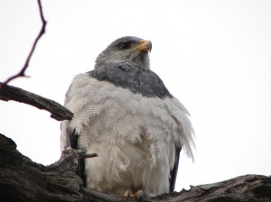 Rodolfo Diaz Miranda oficios y profesiones en Punta Arenas |  Avistamientos de aves el sentir de las especies en la naturaleza viva , De la patagonia chilena programa de observacion servicio privado