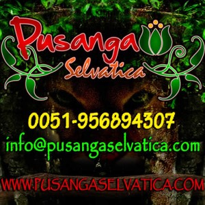 BRUJO PODEROSO oficios y profesiones en Arica |  Amarres de amor, retorno de pareja, union de pareja, amarres de pusang, &iquest;no tienes suerte en el amor? &iquest;te gusta alguien pero te desprecia? &iquest;ti