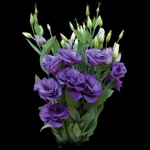 Mauricio Rojas oficios y profesiones en Santiago |  ARREGLOS FLORES NATURALES , RAMOS DE NOVIA, DECORACION MATRIMONIOS, MAURICIO ROJAS - WILMA FUENTES PEINADOS Y MAQUILLAJES A DOMICILIO