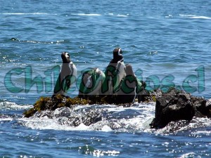 Tours puerto montt oficios y profesiones en Puerto Montt |  Tours y excursiones en puerto montt y la region de los lagos, Transformamos tu viaje en una experiencia inolvidable